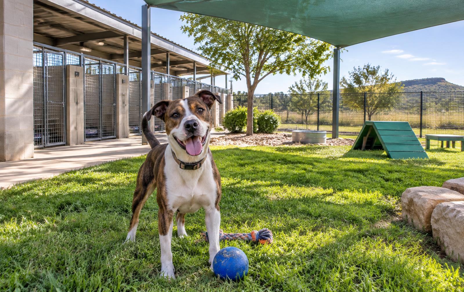 Friendly rescue dog in a clean shaded municipal animal services yard